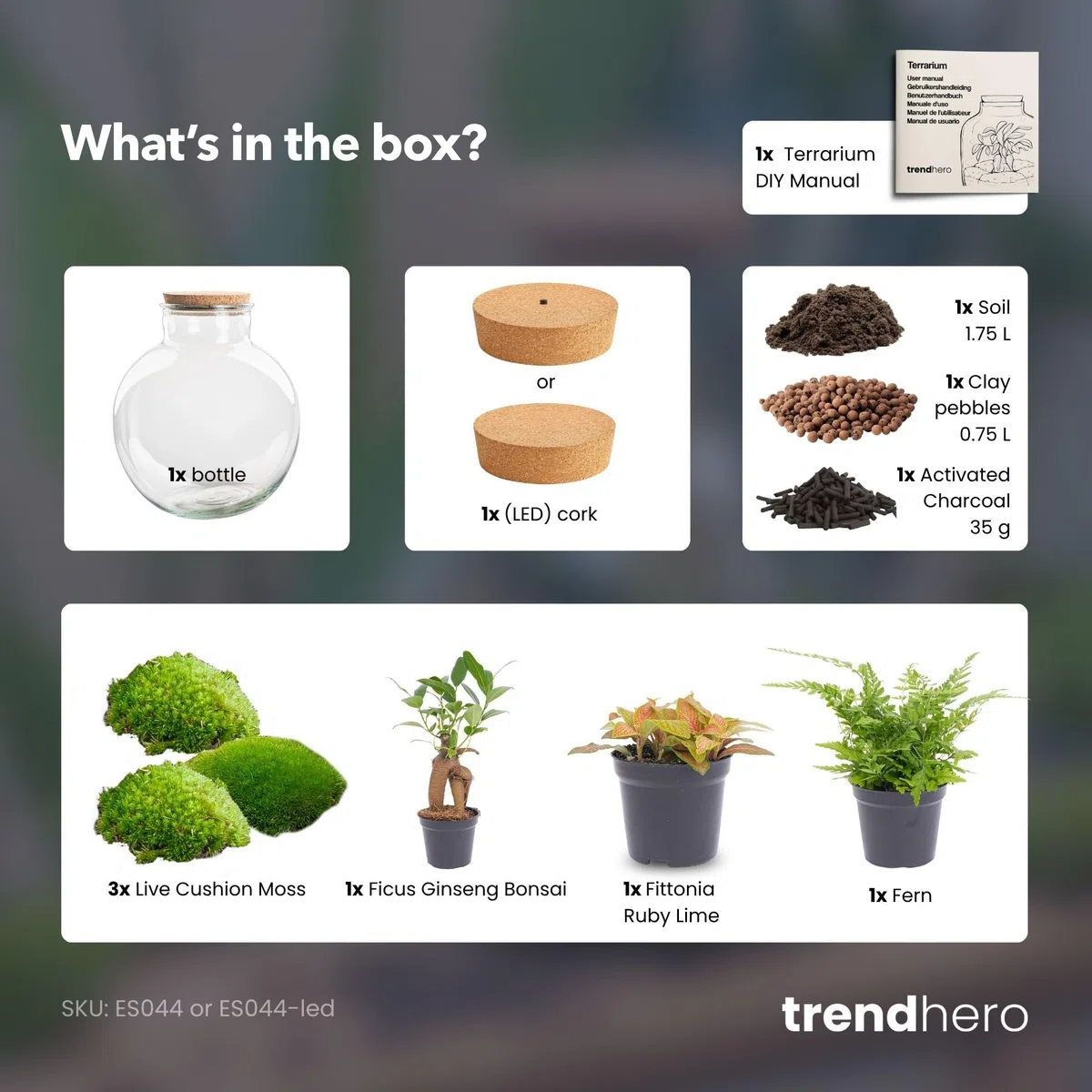 urbanjngl - Bolder Bob Bonsai Terrarium mit Licht - DIY Kit für Pflanzen - Ø 31 cm, Höhe 30 cm - Selbstregulierendes Ökosystem für Zuhause