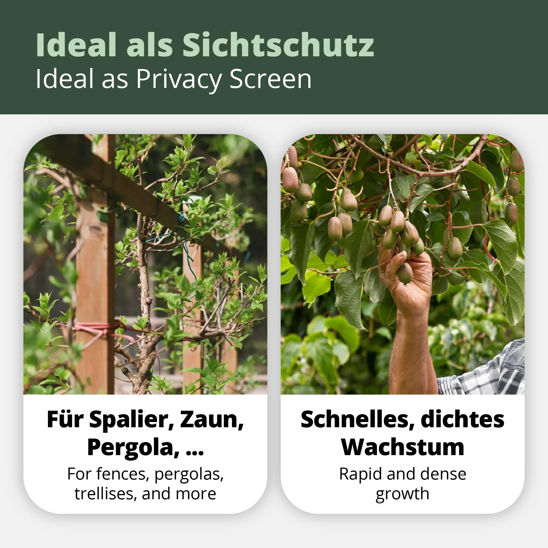 Kiwiri's Kiwibeeren Quartett - 4 Kiwipflanzen (Actinidia arguta) männlich und weiblich - Mini Kiwi - Sortengarantie direkt vom Züchter - Selbstfruchtendes Set
