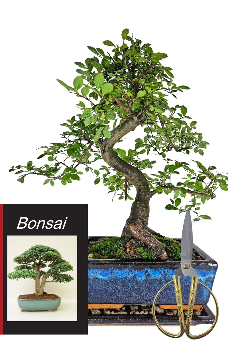 Starterset mit chinesischer Ulme – ca. 30–40 cm, 10-12 Jahre alt – inkl. Edelstahlschere, Untersetzer & Pflegebuch – Bonsai Komplettset für Einsteiger & Bonsai-Liebhaber