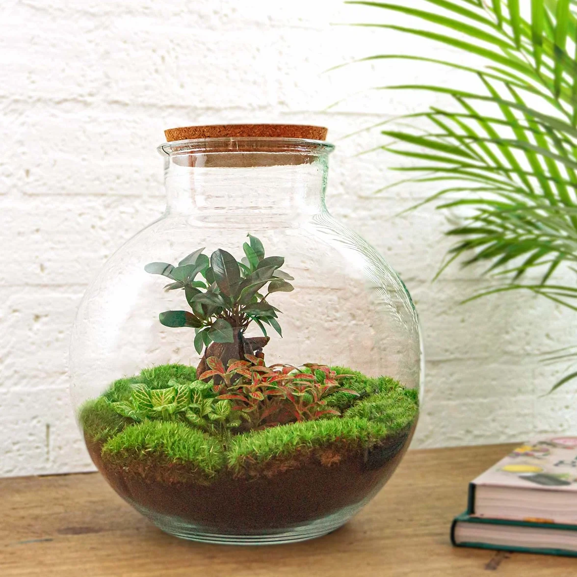 urbanjngl - Bolder Bob Bonsai Terrarium mit Licht - DIY Kit für Pflanzen - Ø 31 cm, Höhe 30 cm - Selbstregulierendes Ökosystem für Zuhause