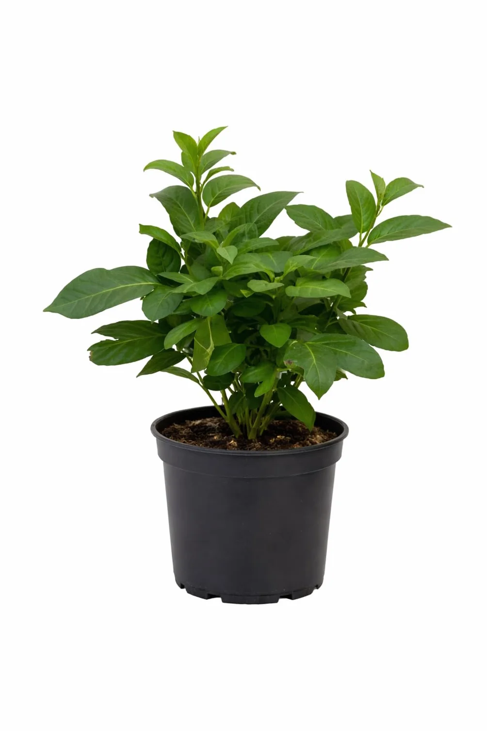 Solanum Pepino Gold 20-40 cm – Süße & Aromatische Melonenbirne | Exotische Fruchtpflanze für Garten & Balkon