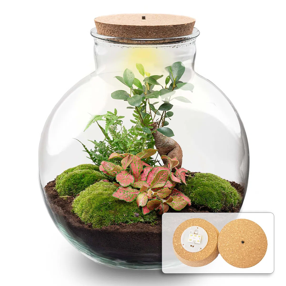urbanjngl - Bolder Bob Bonsai Terrarium mit Licht - DIY Kit für Pflanzen - Ø 31 cm, Höhe 30 cm - Selbstregulierendes Ökosystem für Zuhause