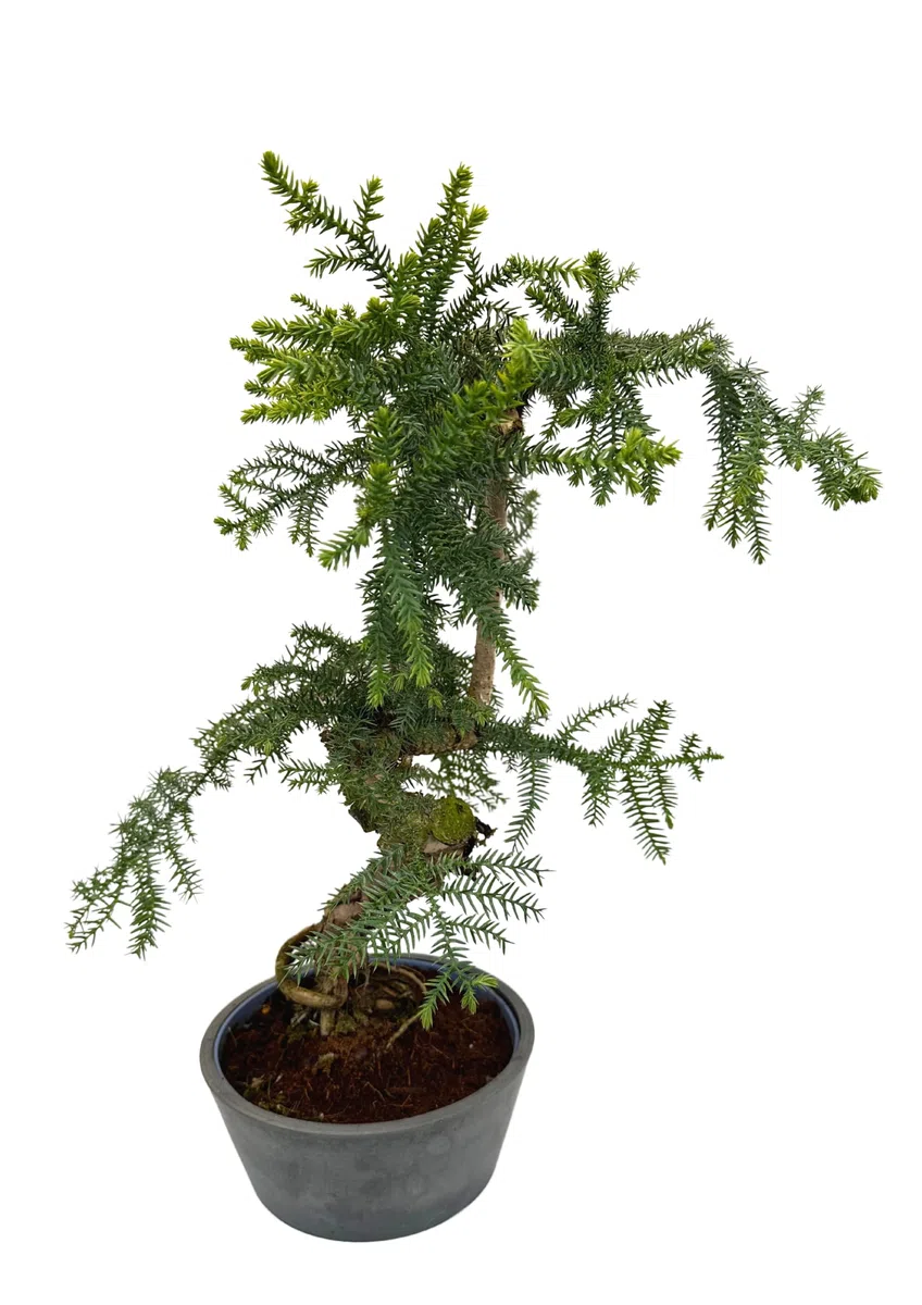 Zimmerpflanze Araucaria Cunninghsmii P25 Bonsai