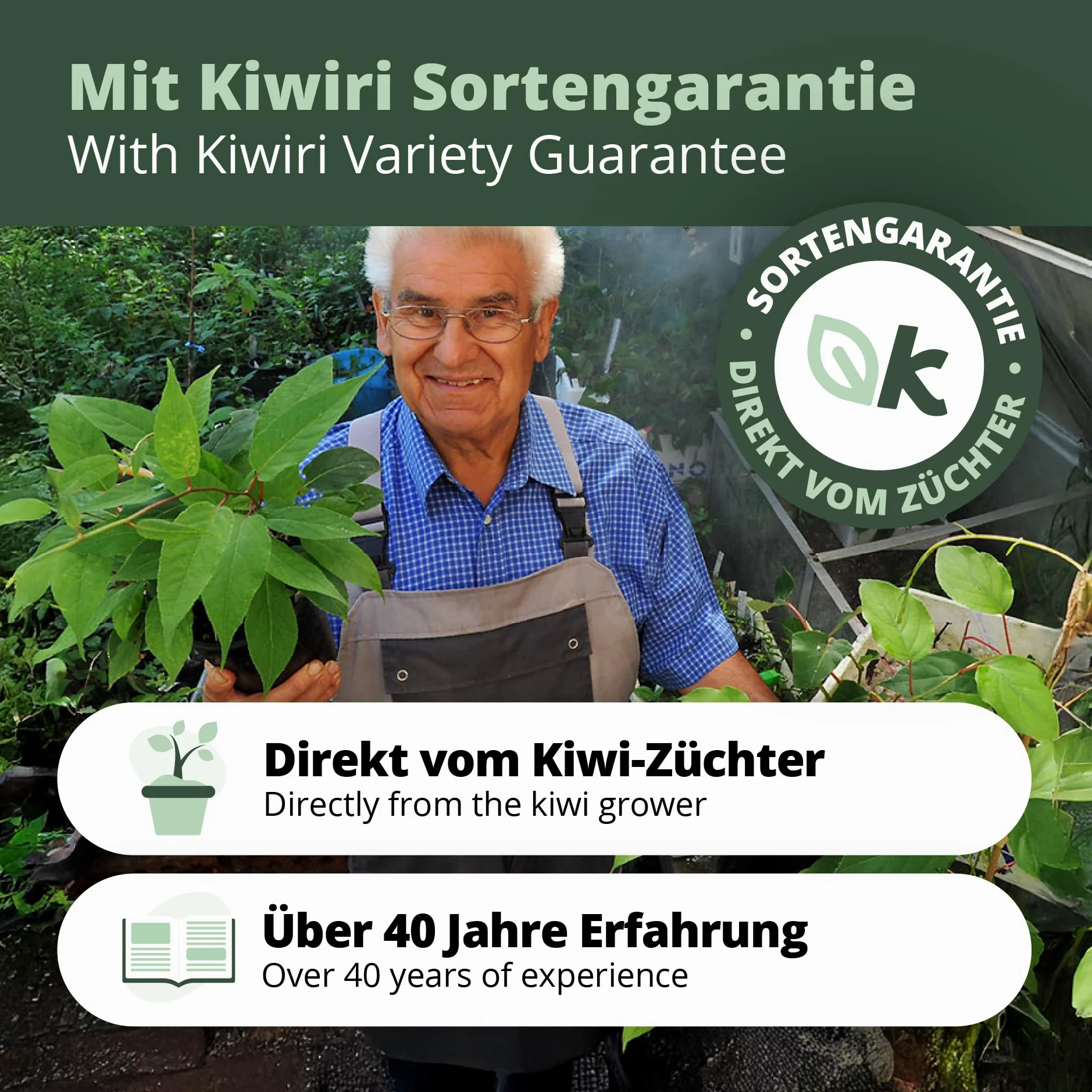 Kiwiri's Kiwibeeren Quartett - 4 Kiwipflanzen (Actinidia arguta) männlich und weiblich - Mini Kiwi - Sortengarantie direkt vom Züchter - Selbstfruchtendes Set