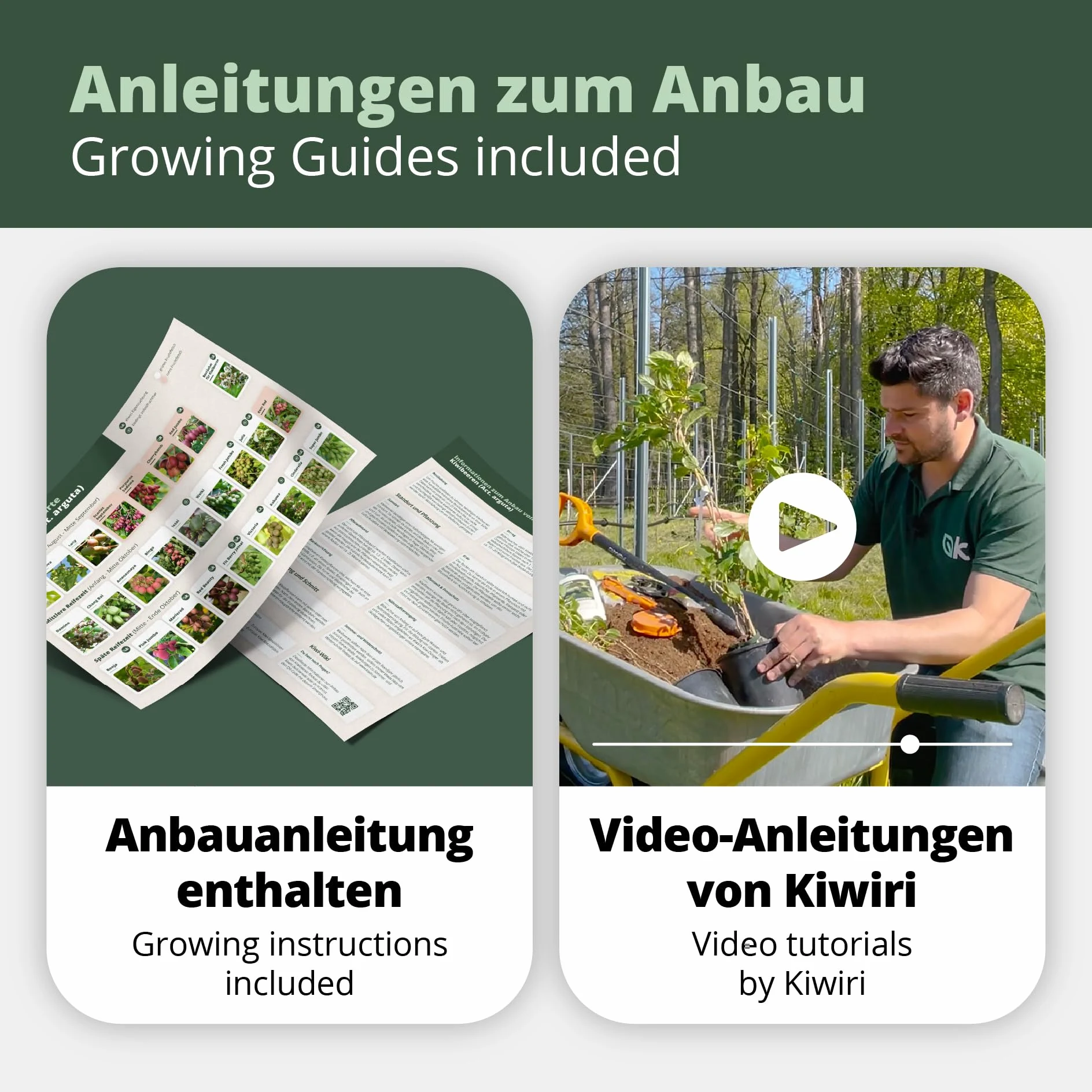 Kiwiri's Kiwibeeren Quartett - 4 Kiwipflanzen (Actinidia arguta) männlich und weiblich - Mini Kiwi - Sortengarantie direkt vom Züchter - Selbstfruchtendes Set