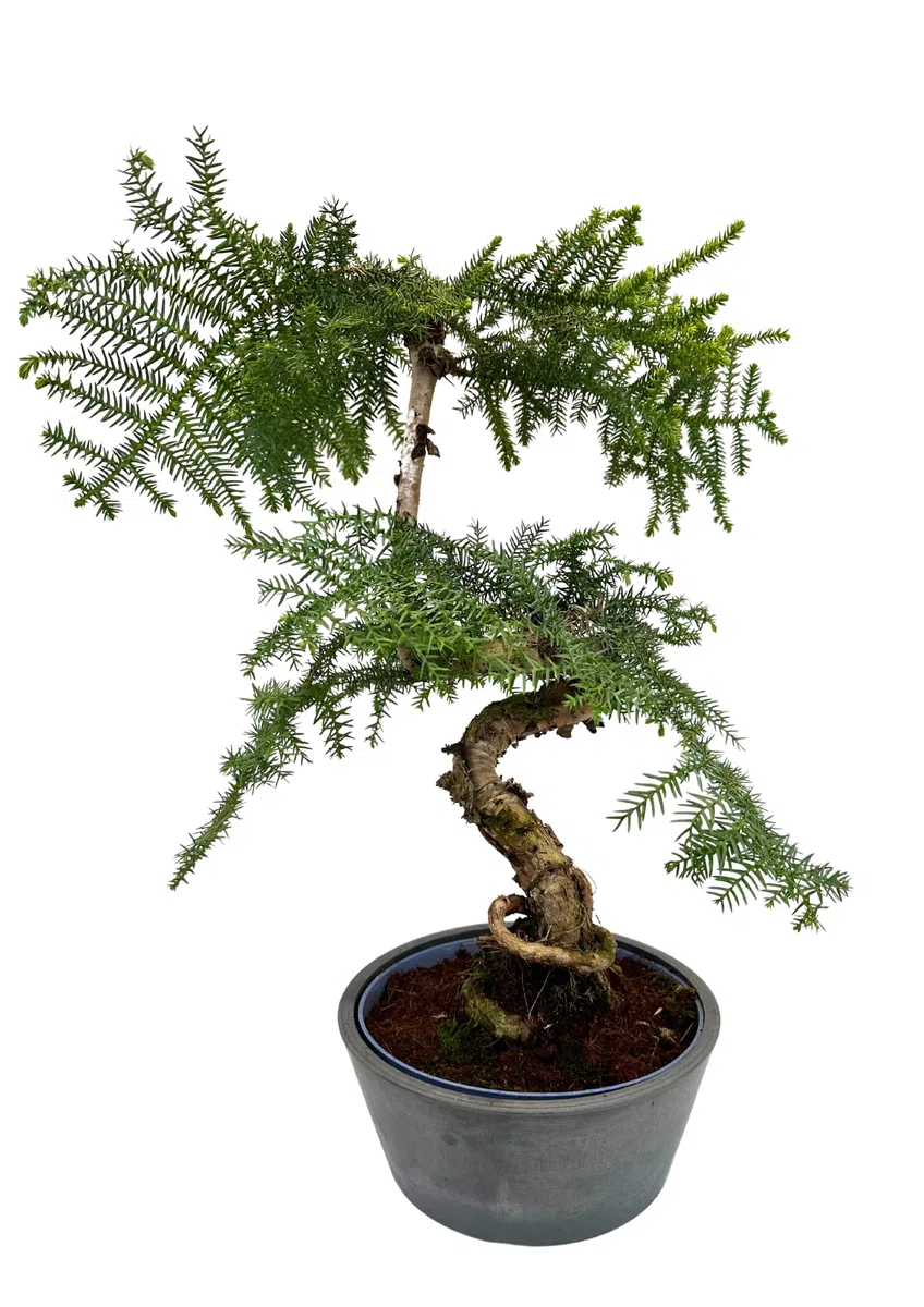 Zimmerpflanze Araucaria Cunninghsmii P25 Bonsai