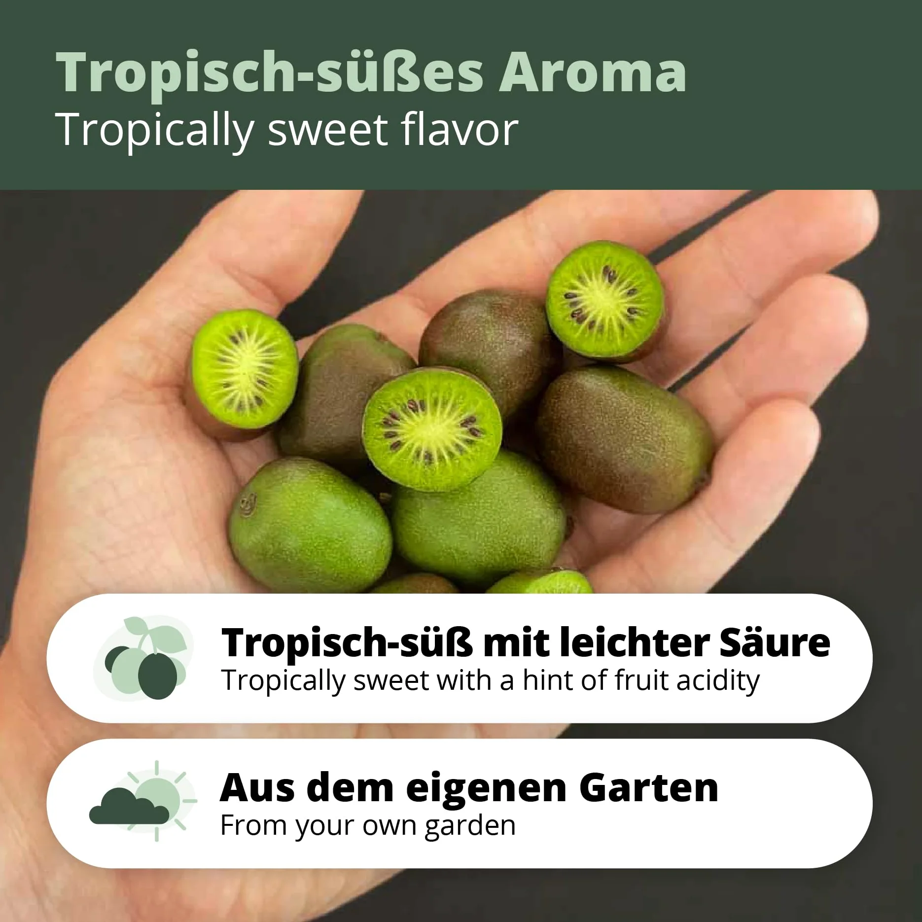 Kiwiri's Kiwibeeren Quartett - 4 Kiwipflanzen (Actinidia arguta) männlich und weiblich - Mini Kiwi - Sortengarantie direkt vom Züchter - Selbstfruchtendes Set