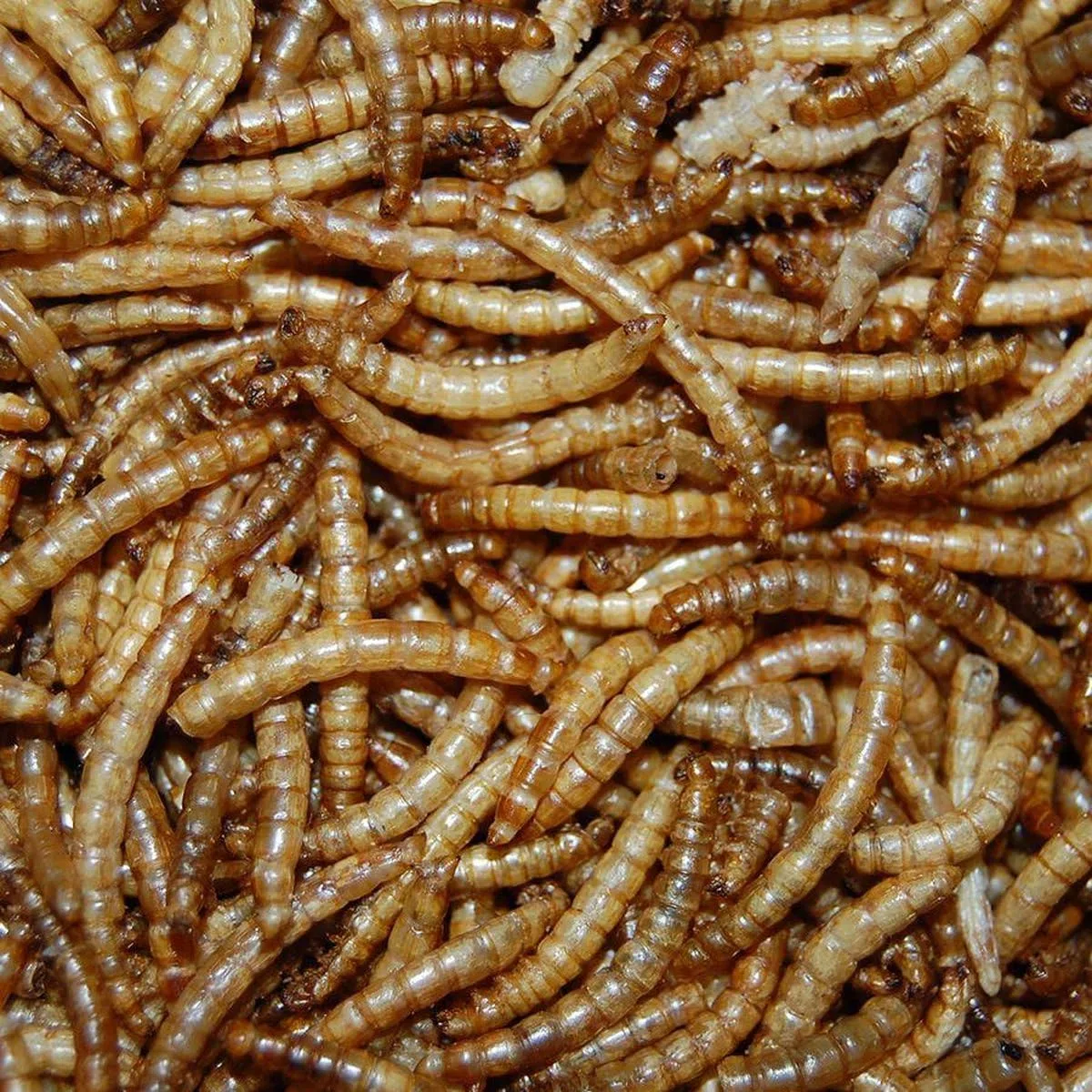 Mehlwürmer 10kg - Getrocknet - Vogelfutter, Fischfutter, Igelfutter, Nagerfutter