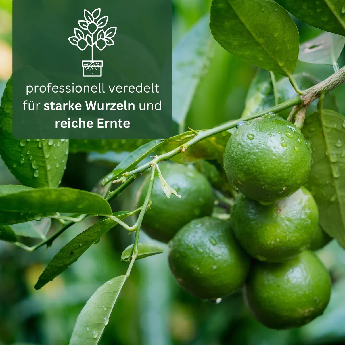 Meine Orangerie Limettenbaum Citrus Latifolia – Tahiti Limette - persische Limette - fruchtreife Zitruspflanze mit essbaren Limetten – Mediterranes Flair für Garten, Terrasse oder Balkon