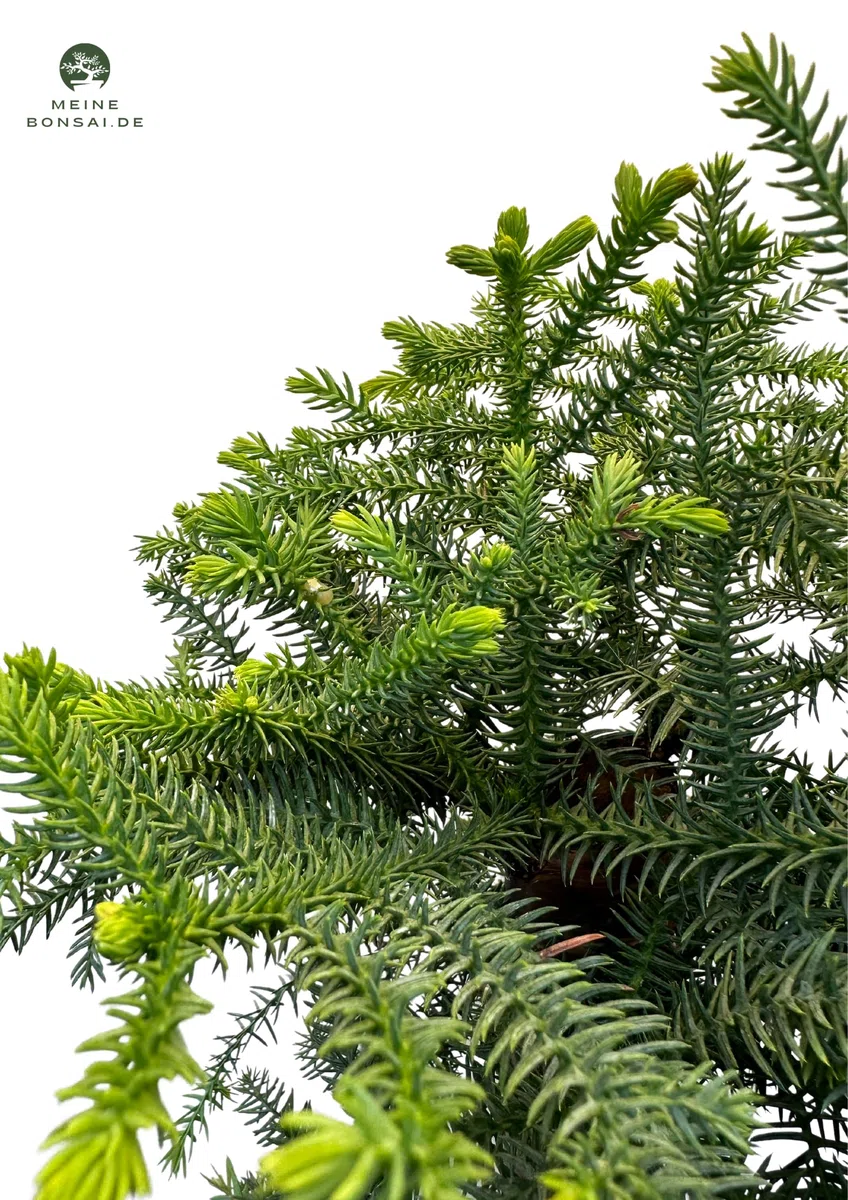 Zimmerpflanze Araucaria Cunninghsmii P25 Bonsai