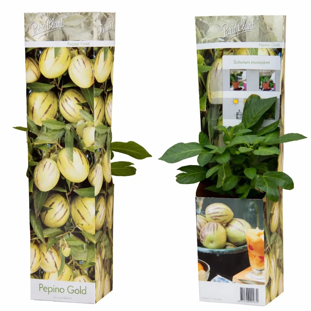 Solanum Pepino Gold 20-40 cm – Süße & Aromatische Melonenbirne | Exotische Fruchtpflanze für Garten & Balkon