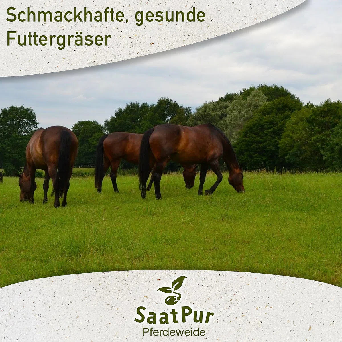 SaatPur® Pferdeweide Fruktanarm, 10 kg für 3.000 m², Reduziert die Hufrehe, Hoher Futterwert für strukturreiches Futter, dichte Narbe, Neusaat und Nachsaat