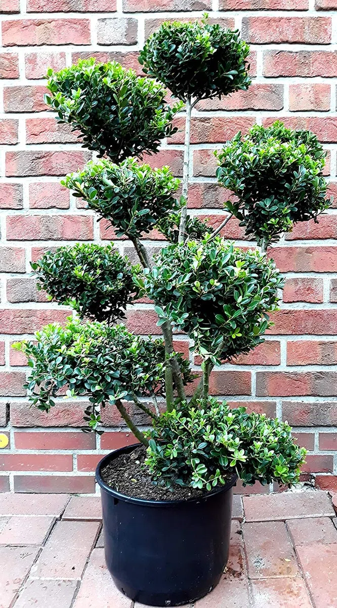 Gartenbonsai, Bonsai, Ilex crenata Glorie Gem (Höhe: 90-100 cm) + Dünger