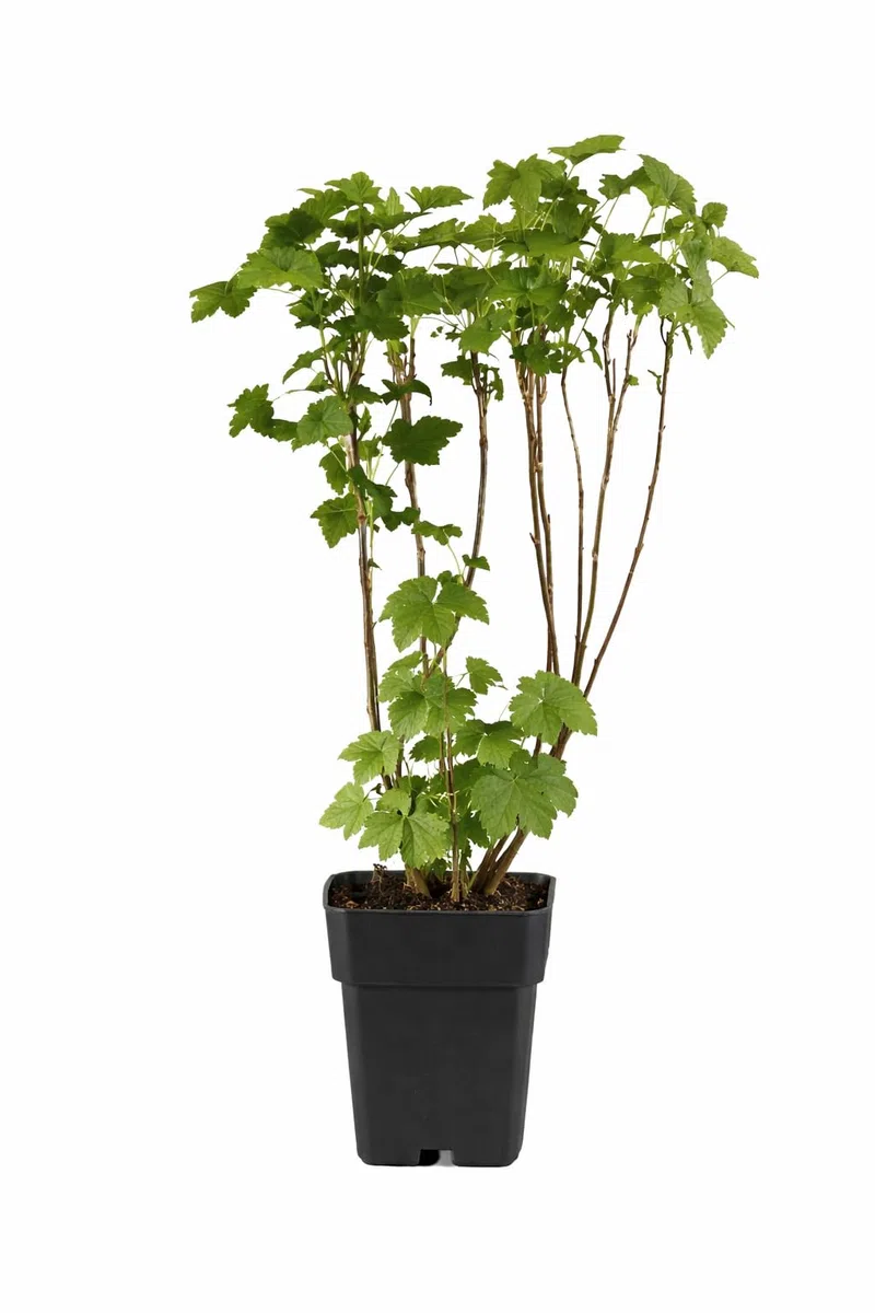 Schwarze Johannisbeere Ben Nevis 50–60 cm – Ribes nigrum, großfrüchtig, winterhart & ertragreich, aromatische Vitamin-C-Beeren, ideal für Garten & Kübel